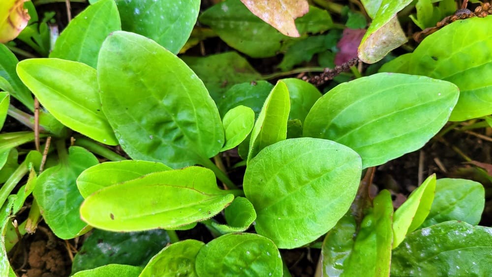 Breitwegerich-Blätter mit typischen parallelen Blattnerven