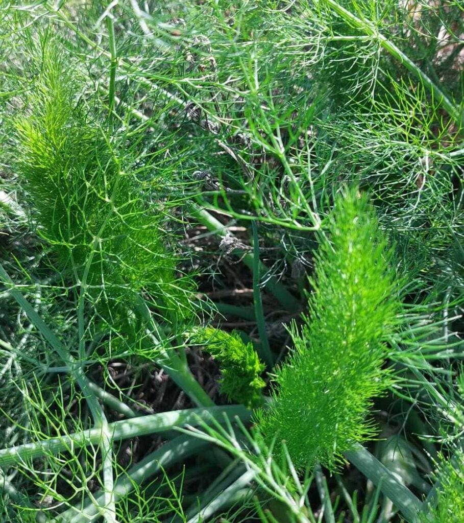 Wilder Fenchel (Foeniculum vulgare) mit feinem Fenchelgrün