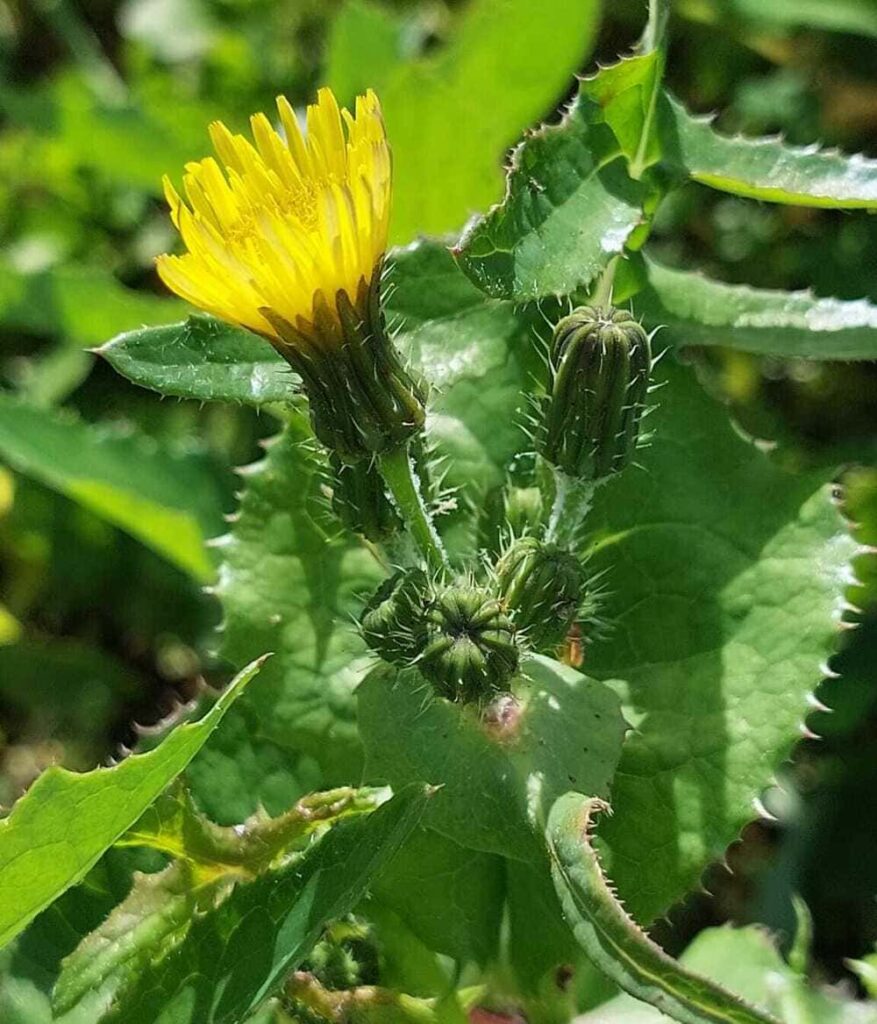 Gelbe Blüte einer Gänsedistel/Sonchus-Art auf dem Feld.