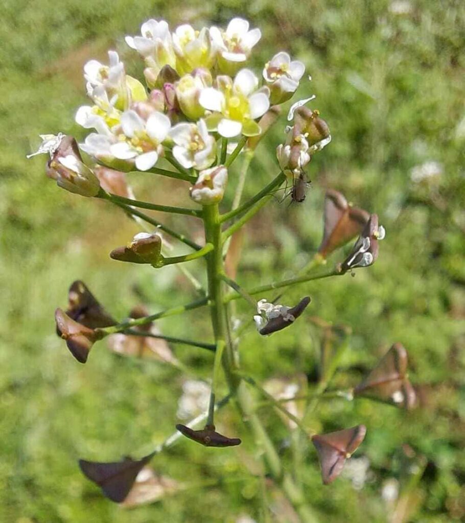 Hirtentäschel (Capsella bursa-pastoris) mit herzförmigen Schötchen.