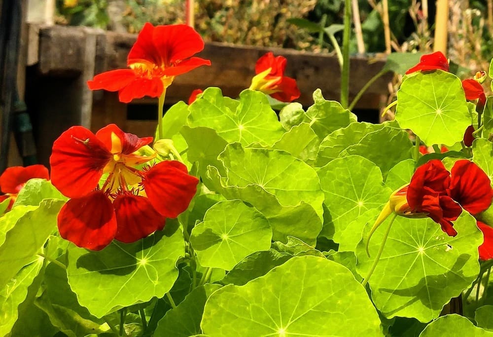 Kapuzinerkresse-Blüte (Tropaeolum majus)