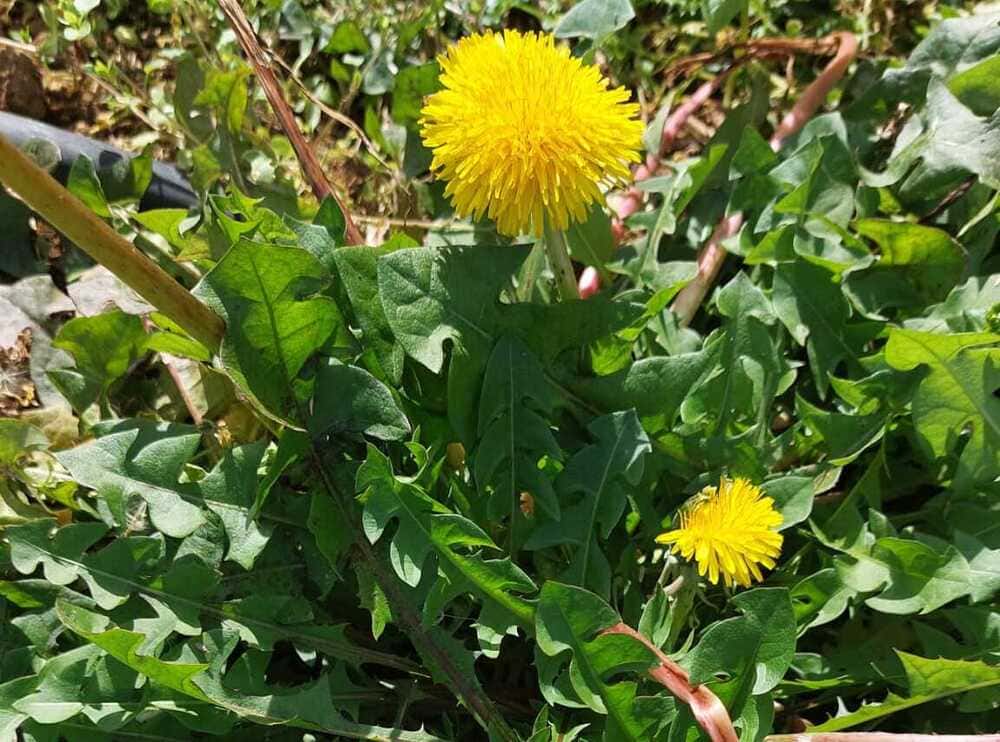 Löwenzahnblätter mit gezacktem Rand und gelber Blüte.