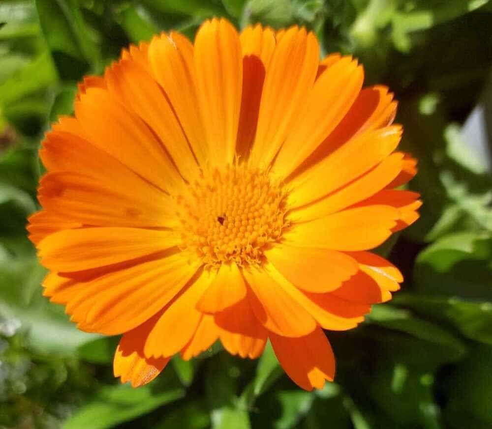 Orange Ringelblumenblüte (Calendula officinalis) nah fotografiert.