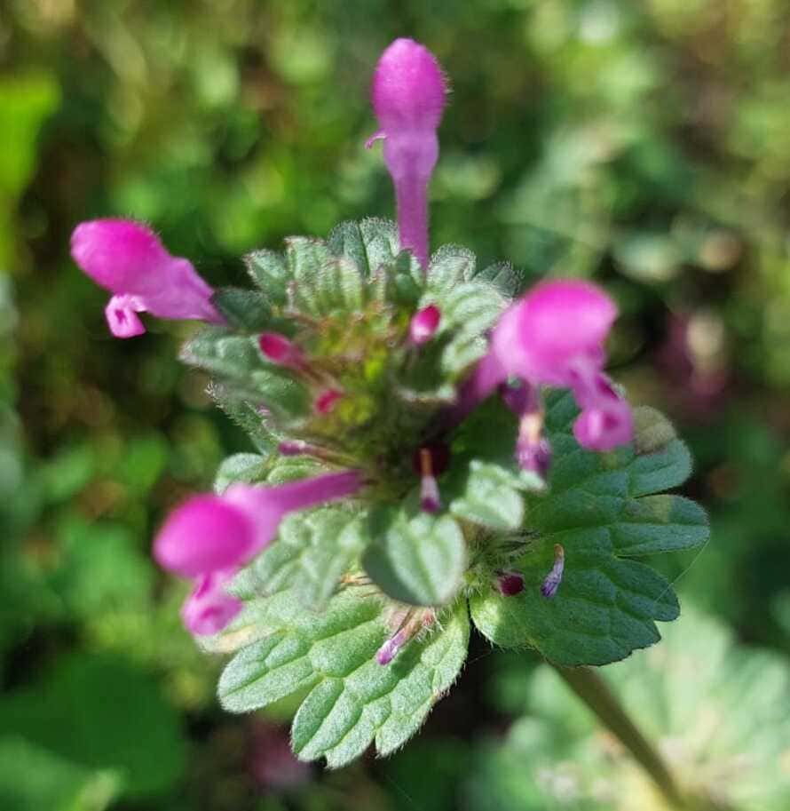 Lila Taubnessel-Blüten (Lamium purpureum) zwischen Wildgrün.