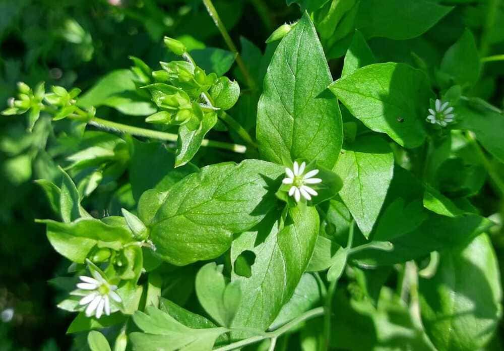 Vogelmiere (Stellaria media) mit kleinen weißen Sternblüten auf dem Acker.